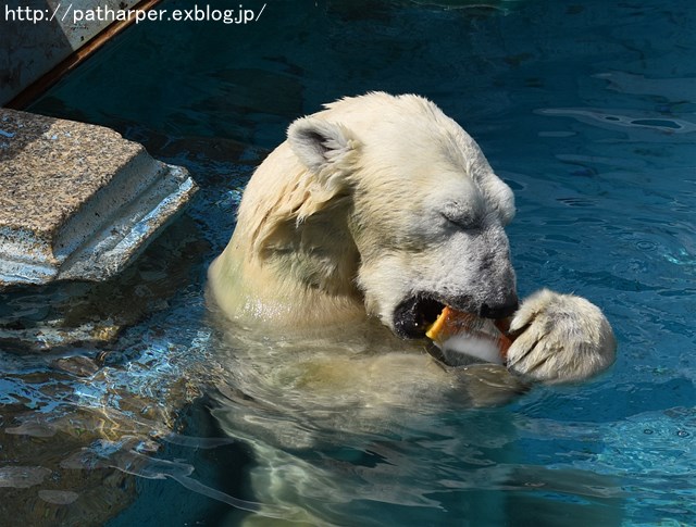 ２０１９年８月　天王寺動物園２　その１　Shilkaに氷プレゼント_a0052986_7355278.jpg