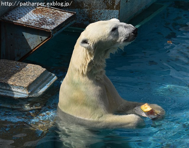 ２０１９年８月　天王寺動物園２　その１　Shilkaに氷プレゼント_a0052986_7361785.jpg