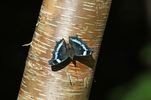 キベリタテハ 白樺の高原で_d0353091_20122753.jpg