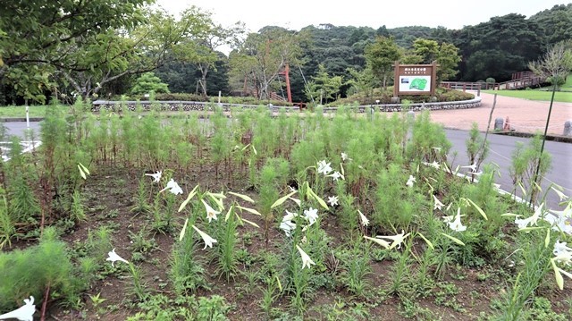 藤田八束のお弁当研究@駅弁、空弁、お花見弁当等日本の弁当は素晴らしい・・世界へ羽ばたけ日本のお弁当文化_d0181492_18411559.jpg