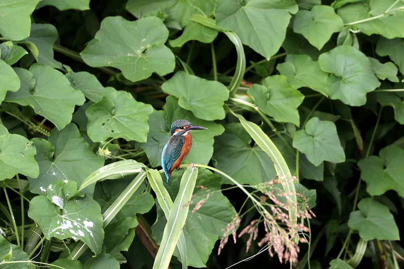 カワセミ_f0117296_19573561.jpg