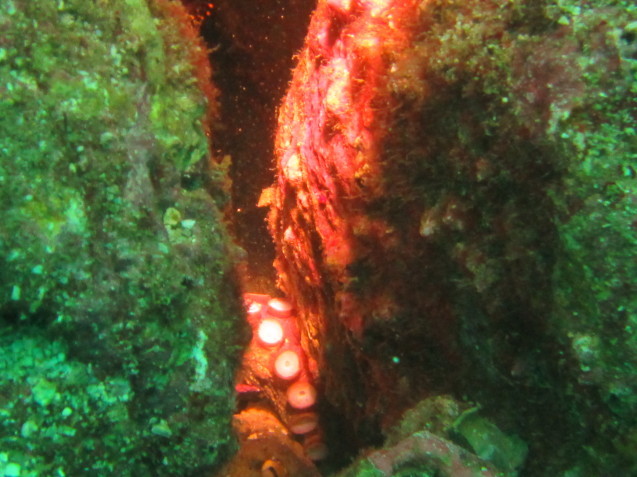 e0115199_16011295.jpg