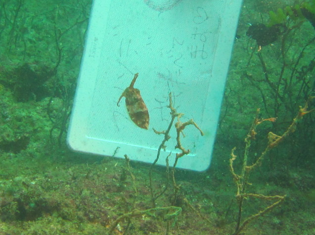 e0115199_16031480.jpg