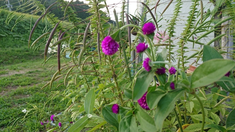 庭の少ない花とパンジーの芽_c0320302_17374972.jpg