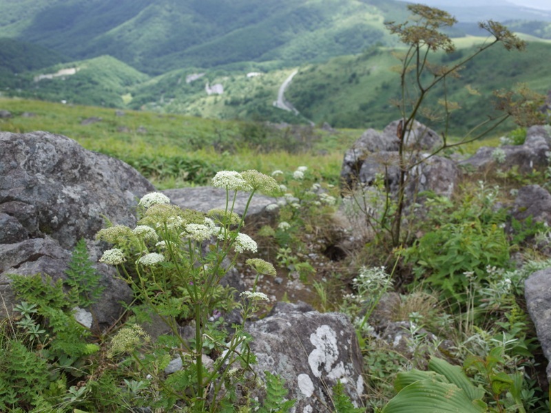 霧ヶ峰 車山高原の花_e0276411_19322864.jpg