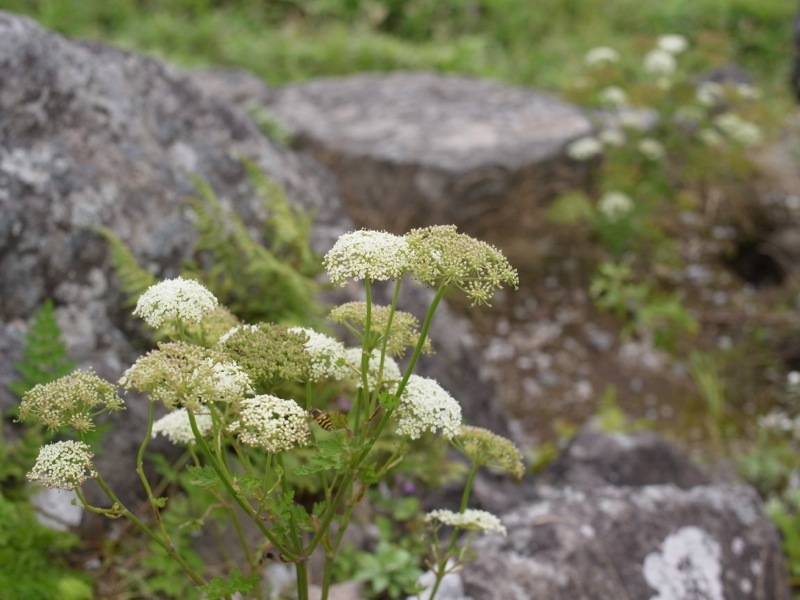 霧ヶ峰 車山高原の花_e0276411_19323448.jpg