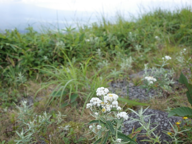 霧ヶ峰 車山高原の花_e0276411_19323716.jpg