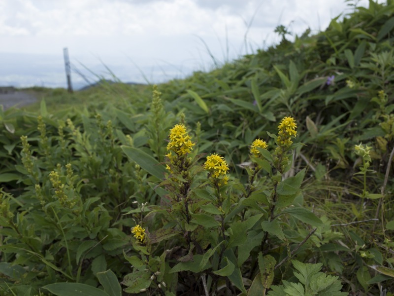 霧ヶ峰 車山高原の花_e0276411_19330325.jpg
