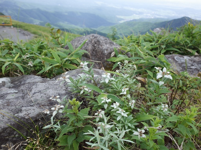 霧ヶ峰 車山高原の花_e0276411_19332096.jpg