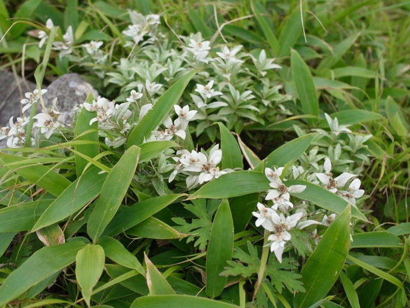 霧ヶ峰 車山高原の花_e0276411_19332681.jpg
