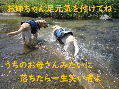 プーちゃんとお姉ちゃんの川遊び。_c0182012_14511722.jpg