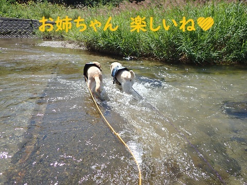 プーちゃんとお姉ちゃんの川遊び。_c0182012_14512014.jpg