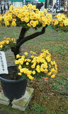 c0074721_16021443.jpg
