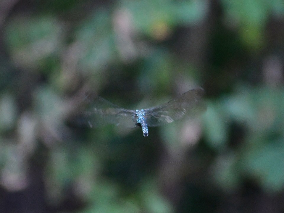 f0340732_21290108.jpg
