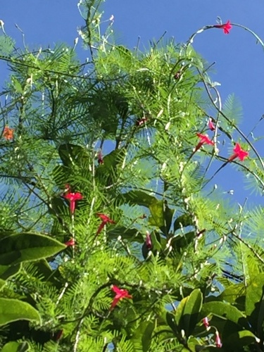 e0052736_18165117.jpg