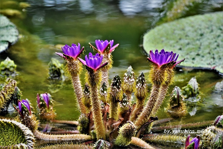 「オニバス」の花_b0343543_21000227.jpg