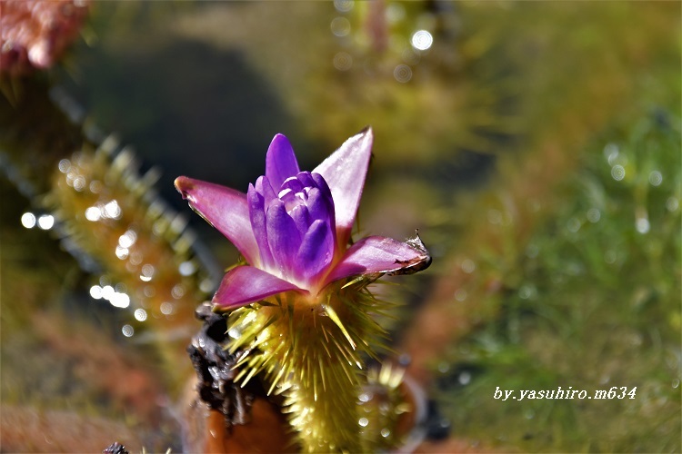 「オニバス」の花_b0343543_21002189.jpg