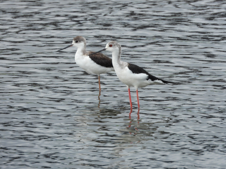 セイタカシギ イカルチドリ他 酒匂川河口 青爺の野鳥日記