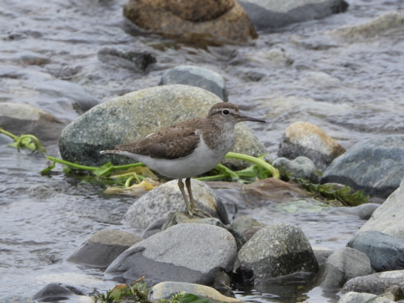 セイタカシギ イカルチドリ他 酒匂川河口 青爺の野鳥日記