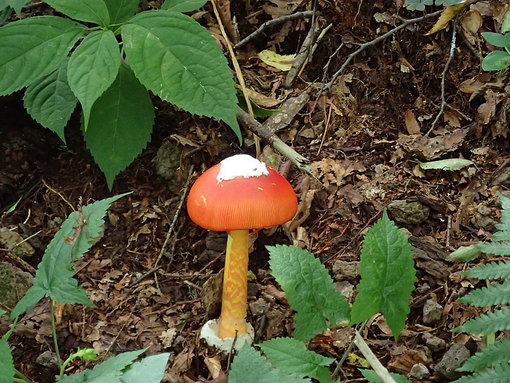 9月6日の三瓶山①_f0214649_21424688.jpg