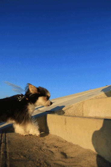 c0145250_09471049.gif