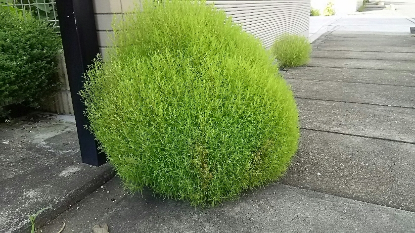d0052263_15591990.jpg