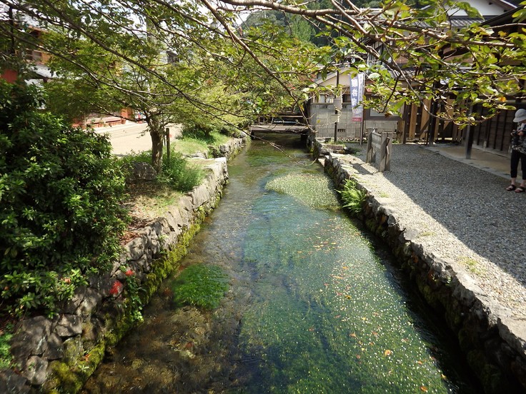 梅花藻ゆらぐ地蔵川の流れ 自然風の自然風だより