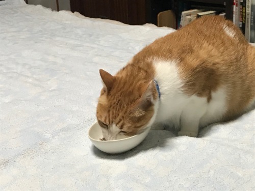 f0054677_05502450.jpeg