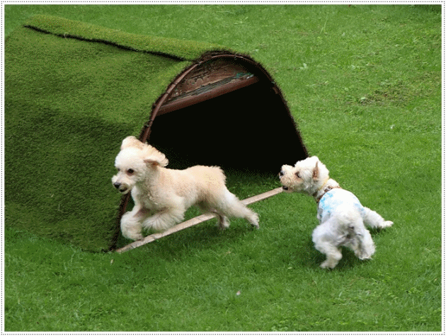 b0175688_00151244.gif