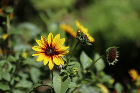 今日のお花たち&「花火大会」_c0090198_16030333.jpg
