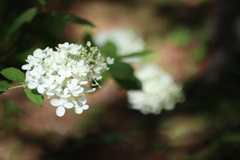 今日のお花たち&「花火大会」_c0090198_16031740.jpg