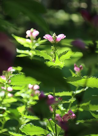 今日のお花たち&「花火大会」_c0090198_16040100.jpg