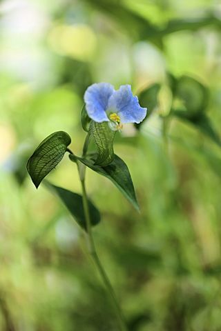 今日のお花たち&「花火大会」_c0090198_16050501.jpg