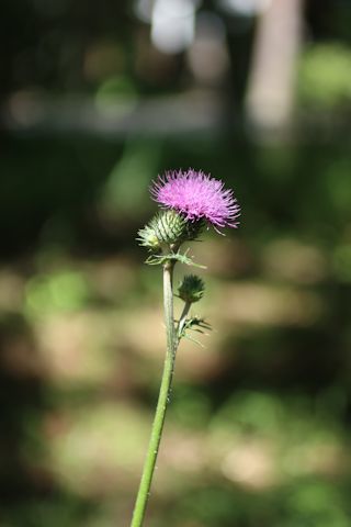 今日のお花たち&「花火大会」_c0090198_16060865.jpg