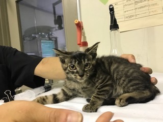 【移動先募集】チャアくんとシシマルくんと子猫たち_f0242002_11204627.jpg