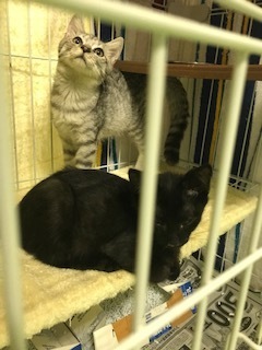 【移動先募集】チャアくんとシシマルくんと子猫たち_f0242002_11205046.jpg