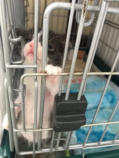 【移動先募集】チャアくんとシシマルくんと子猫たち_f0242002_11264564.jpg