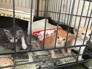 【移動先募集】チャアくんとシシマルくんと子猫たち_f0242002_11265378.jpg
