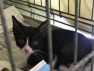 【移動先募集】チャアくんとシシマルくんと子猫たち_f0242002_11272279.jpg