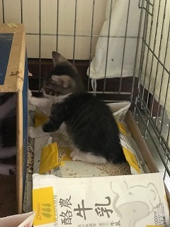 【移動先募集】チャアくんとシシマルくんと子猫たち_f0242002_11272958.jpg