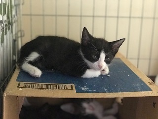 【移動先募集】チャアくんとシシマルくんと子猫たち_f0242002_11273631.jpg