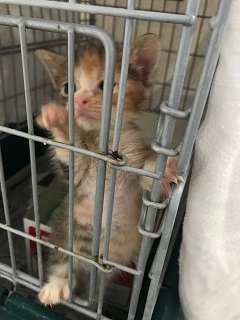 【移動先募集】チャアくんとシシマルくんと子猫たち_f0242002_11292504.jpg