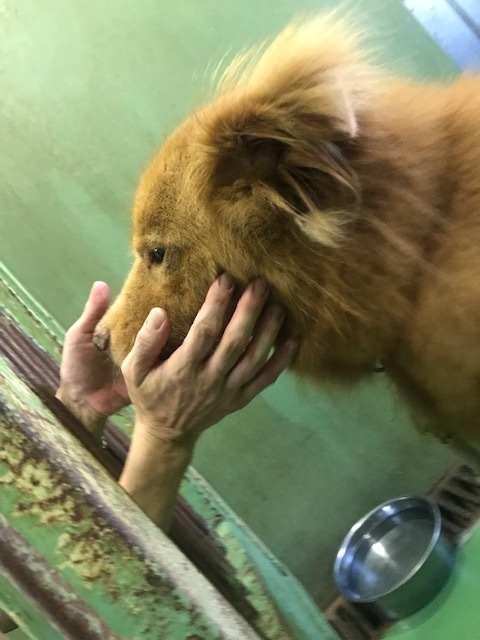 【移動先募集】チャアくんとシシマルくんと子猫たち_f0242002_11394219.jpg