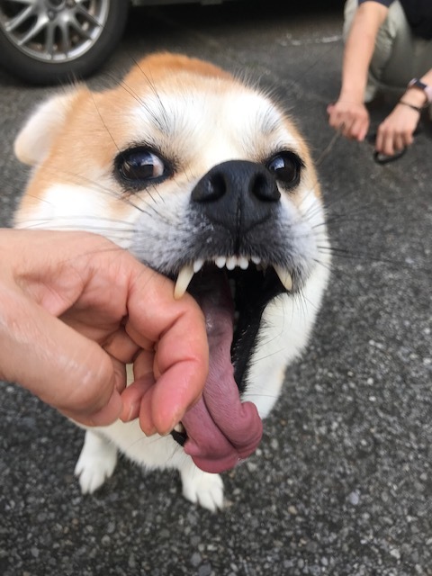 【移動先募集】チャアくんとシシマルくんと子猫たち_f0242002_11451278.jpg