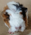 モルモットの赤ちゃん紹介！_c0290504_14262451.png