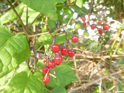 b0198109_18382975.jpg