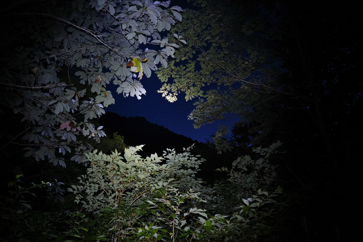 沈みゆく白鳥と還ってきたオリオン　Cygnus & Orion #FUJIXT30_c0065410_22510290.jpg