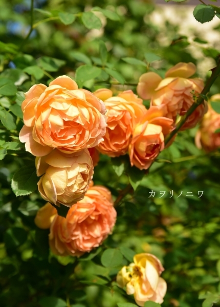 d0380314_14044556.jpg