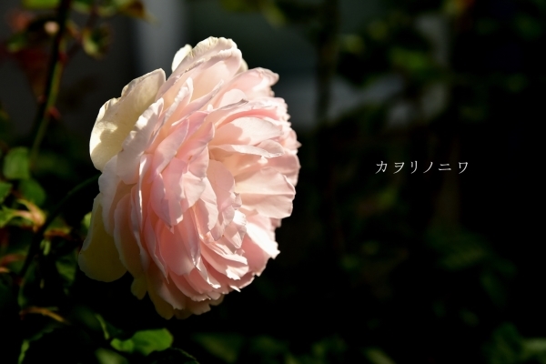 d0380314_14044749.jpg