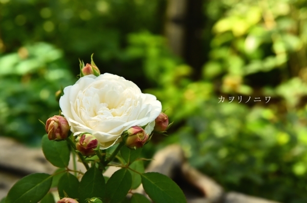 d0380314_14045457.jpg